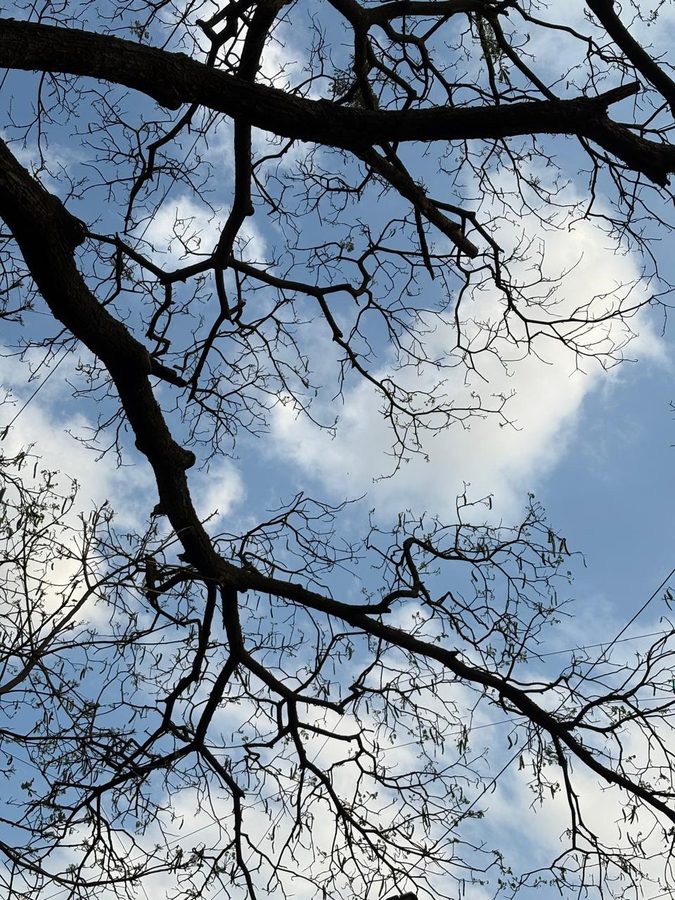 Looking up at the sky through bare branches